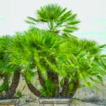 European Fan Palm